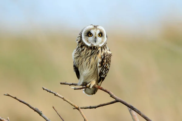 Coruja Orelhas Curtas Asio Flammeus Cuxhaven Alemanha — Fotografia de Stock