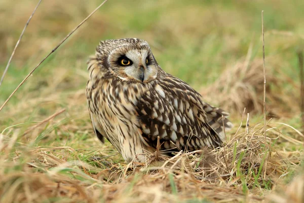 Coruja Orelhas Curtas Asio Flammeus Cuxhaven Alemanha — Fotografia de Stock