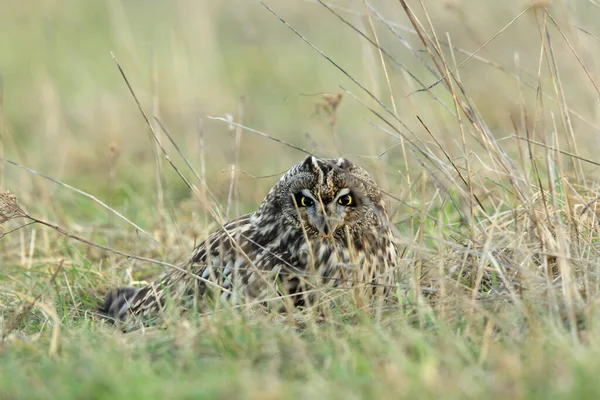 Short Eared Owl Asio Flammeus Cuxhaven Germany — Stock Photo, Image