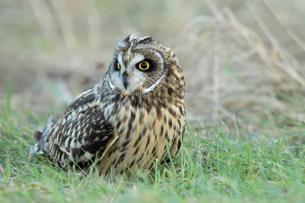 Short Eared Owl Asio Flammeus Cuxhaven Germany — Stock Photo, Image