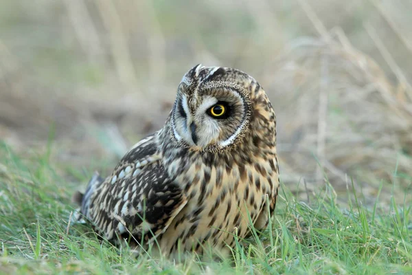 Sowa Krótkouszna Asio Flammeus Cuxhaven Niemcy — Zdjęcie stockowe