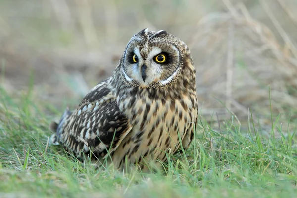 Short Eared Owl Asio Flammeus Cuxhaven Germany — Stock Photo, Image