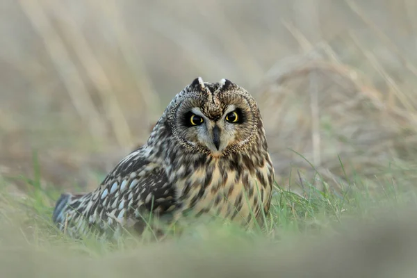 Sowa Krótkouszna Asio Flammeus Cuxhaven Niemcy — Zdjęcie stockowe