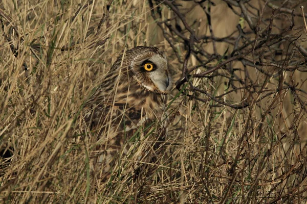 Short Eared Owl Asio Flammeus Cuxhaven Germany — Stock Photo, Image