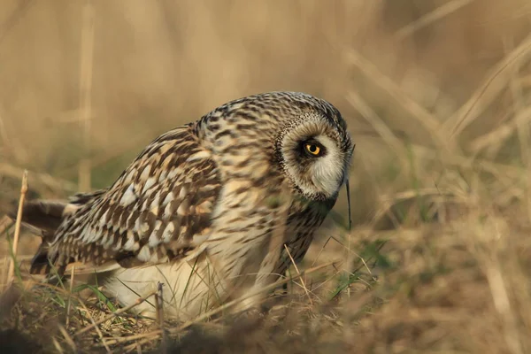 Coruja Orelhas Curtas Asio Flammeus Cuxhaven Alemanha — Fotografia de Stock