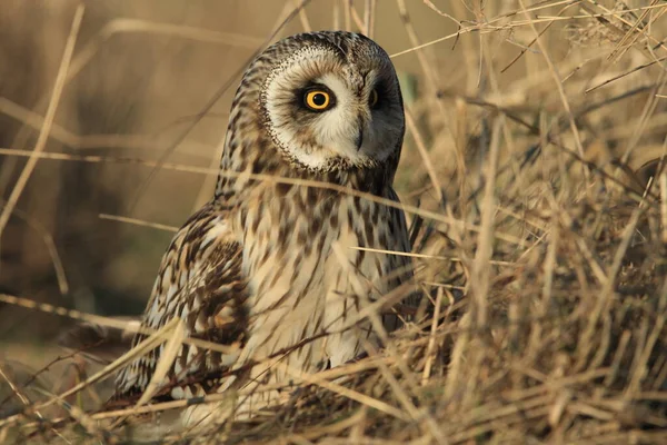 Coruja Orelhas Curtas Asio Flammeus Cuxhaven Alemanha — Fotografia de Stock