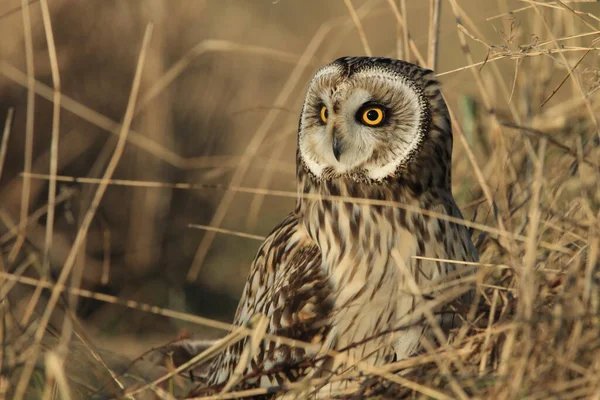 Coruja Orelhas Curtas Asio Flammeus Cuxhaven Alemanha — Fotografia de Stock