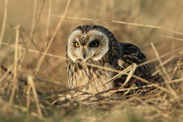 Rövid Fülű Bagoly Asio Flammeus Cuxhaven Németország — Stock Fotó