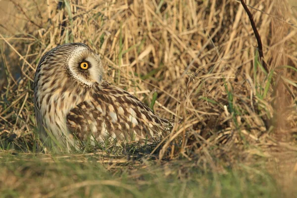 Coruja Orelhas Curtas Asio Flammeus Cuxhaven Alemanha — Fotografia de Stock