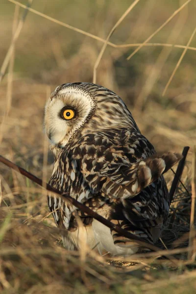 Short Eared Owl Asio Flammeus Cuxhaven Germany — Stock Photo, Image