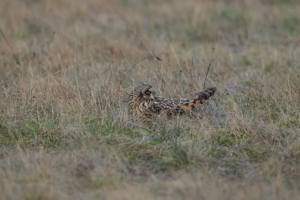 올빼미 Asio Flammeus Cuxhaven Germany — 스톡 사진