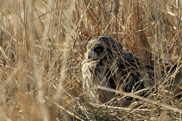 Chouette Des Marais Asio Flammeus Cuxhaven Allemagne — Photo