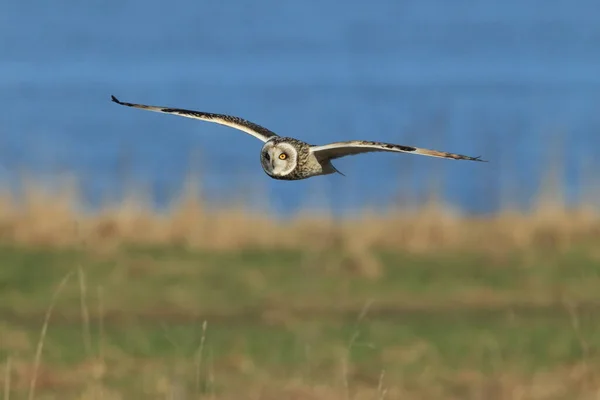 Short Eared Owl Asio Flammeus Cuxhaven Germany — Stock Photo, Image