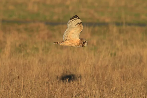 Short Eared Owl Asio Flammeus Cuxhaven Germany — Stock Photo, Image