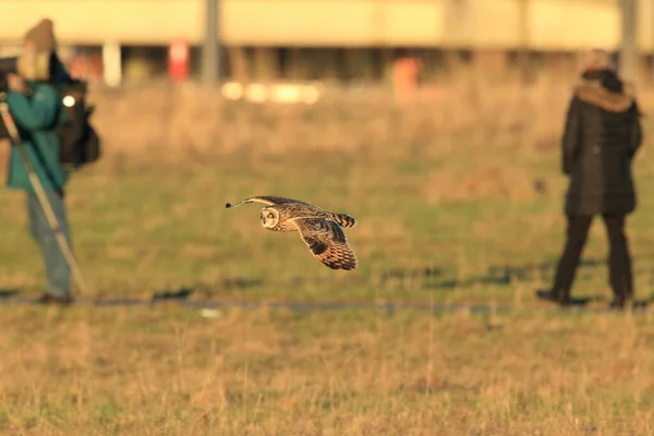 Short Eared Owl Asio Flammeus Cuxhaven Germany — Stock Photo, Image