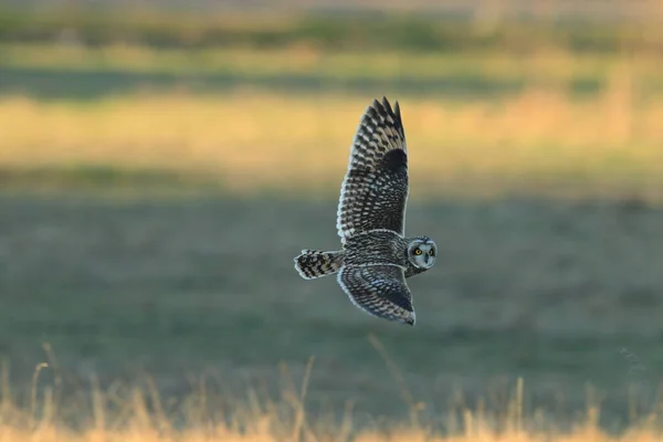 Lechuza Orejas Cortas Asio Flammeus Cuxhaven Alemania — Foto de Stock