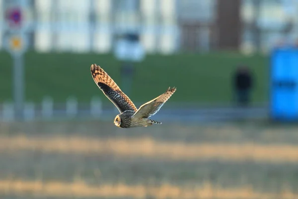 Sowa Krótkouszna Asio Flammeus Cuxhaven Niemcy — Zdjęcie stockowe