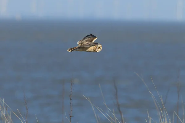 Lechuza Orejas Cortas Asio Flammeus Cuxhaven Alemania — Foto de Stock