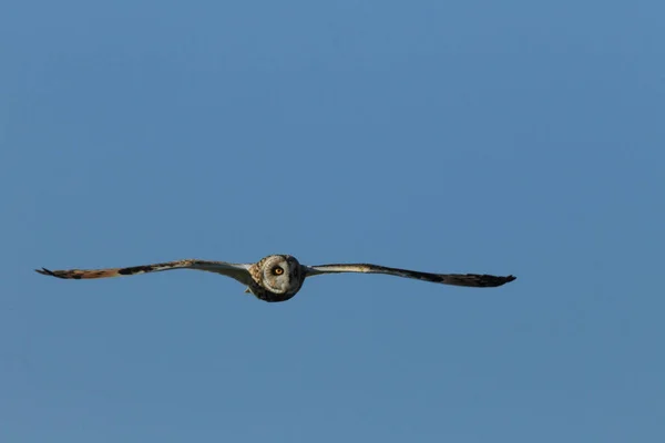 Kortörad Uggla Asio Flammeus Cuxhaven Tyskland — Stockfoto