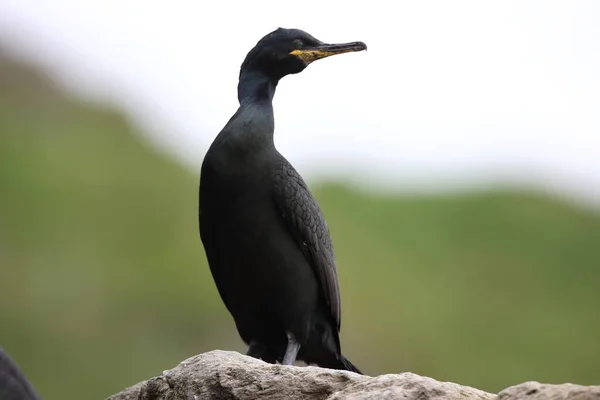 Europeu Shag Comum Shag Phalacrocorax Aristotelis Ilha Runde Norway — Fotografia de Stock