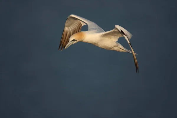 Northern Gannet Morus Bassanus Heligoland Alemanha — Fotografia de Stock