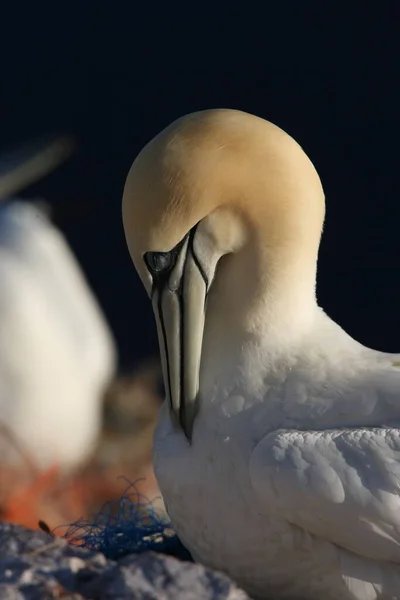 Norra Gannet Morus Bassanus Helgoland Tyskland — Stockfoto