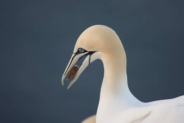 Gannet Del Norte Morus Bassanus Helgoland Alemania —  Fotos de Stock