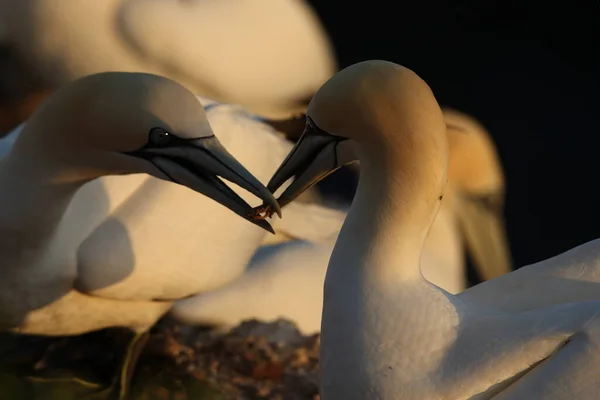 Northern Gannet Morus Bassanus Heligoland Németország — Stock Fotó