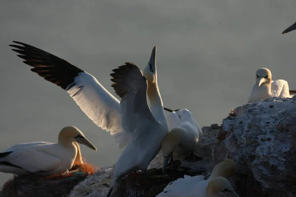 Northern Gannet Morus Bassanus Heligoland Németország — Stock Fotó