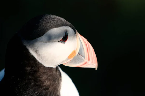 Puffin Atlântico Puffin Comum Fratercula Arctica Noruega — Fotografia de Stock