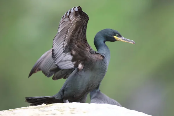 European Shag Common Shag Phalacrocorax Aristotelis Island Runde Norway — Stock Photo, Image