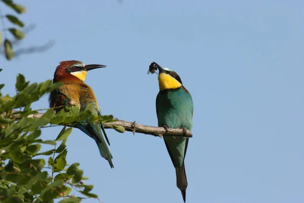 Apicultor Europeo Merops Apiaster Alemania Este — Foto de Stock