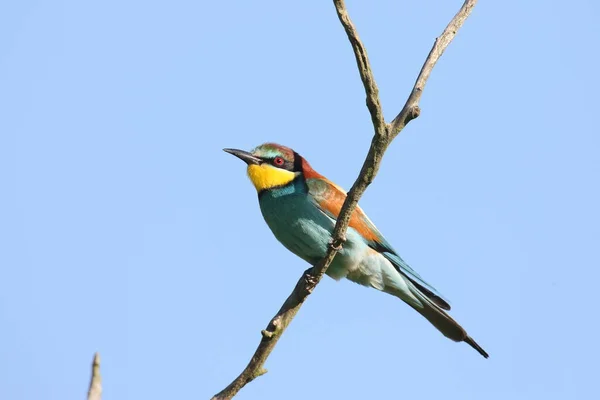 Evropský Včelí Žrout Merops Apiaster Německo East — Stock fotografie