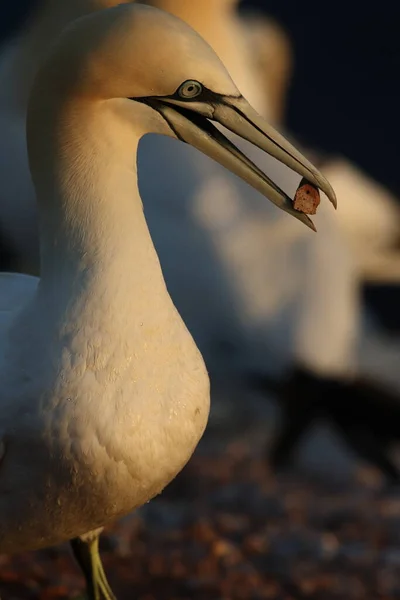 Northern Gannet Morus Bassanus Heligoland Germany — Stock Photo, Image