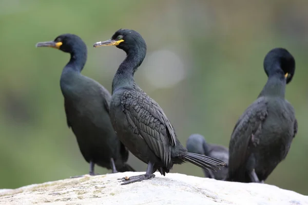 European Shag Common Shag Phalacrocorax Aristotelis Island Runde Norway — Stock Photo, Image