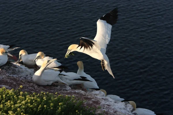 Northern Gannet Morus Bassanus Heligoland Alemanha — Fotografia de Stock