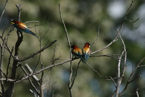 Evropský Včelí Žrout Merops Apiaster Německo East — Stock fotografie