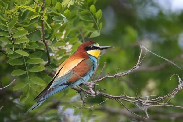 Mangeur Abeilles Européennes Merops Apiaster Allemagne Est — Photo