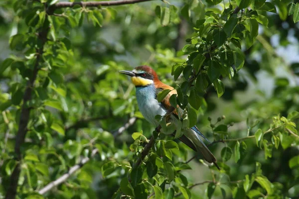 Evropský Včelí Žrout Merops Apiaster Německo East — Stock fotografie