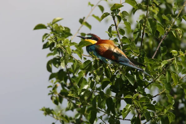 Apicultor Europeo Merops Apiaster Alemania Este — Foto de Stock