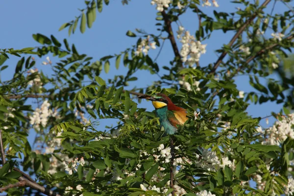 Apicultor Europeo Merops Apiaster Alemania Este — Foto de Stock