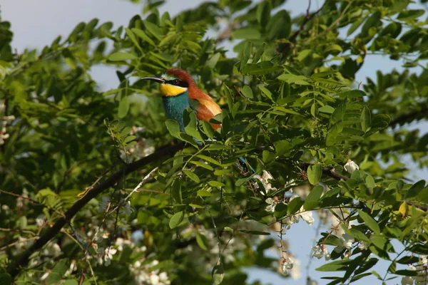 Evropský Včelí Žrout Merops Apiaster Německo East — Stock fotografie