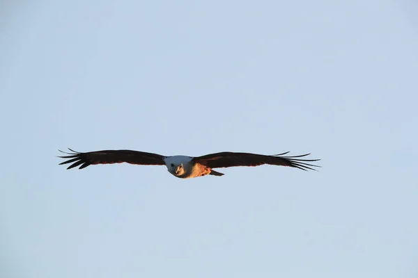 Brahminy Kite Haliastur Indus Природному Середовищі Квінсленд Австралія — стокове фото