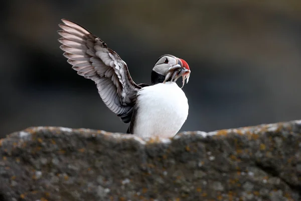 Atlantic Puffin Tai Common Puffin Fratercula Arctica Norja — kuvapankkivalokuva