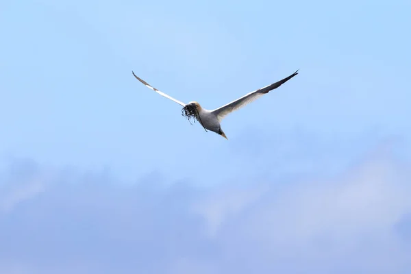 Norra Gannet Morus Bassanus Runde Norge — Stockfoto