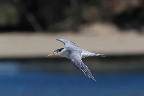 Grotere Kuifstern Thalasseus Bergii Velox Sterna Bergii Noosa Heads Queensland — Stockfoto