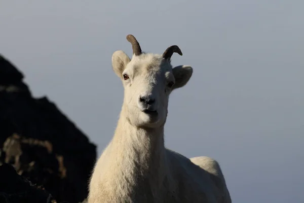 Dall Sheep Ewe Ovis Dalli Denali National Park Alaska — Stockfoto