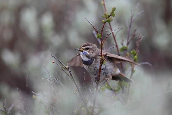 Bluethroat Luscinia Svecica Norway — Stock Photo, Image