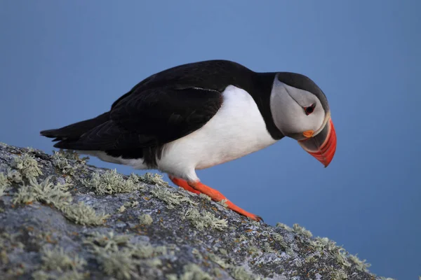 Atlantic Puffin Common Puffin Fratercula Arctica Norway — стоковое фото