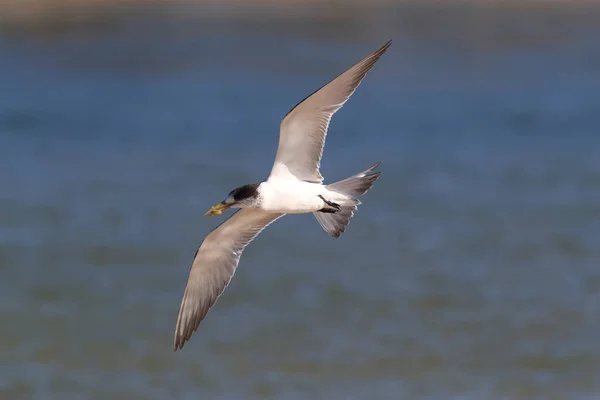 Grotere Kuifstern Thalasseus Bergii Velox Sterna Bergii Noosa Heads Queensland — Stockfoto